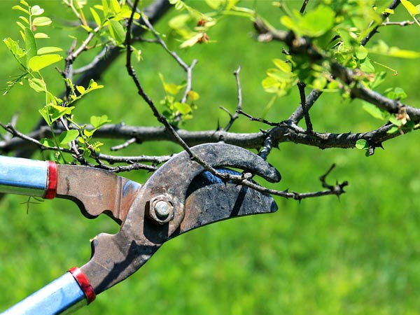 Giardinaggio-trattamento-piante-spilamberto
